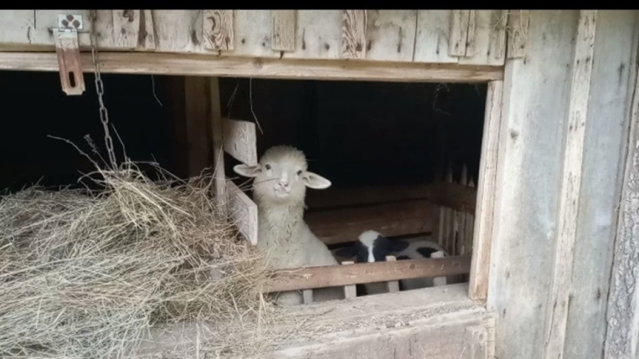 Novovaroški seljaci strepe: Leta sušna, zime duge, šta će biti sa cenom sena?