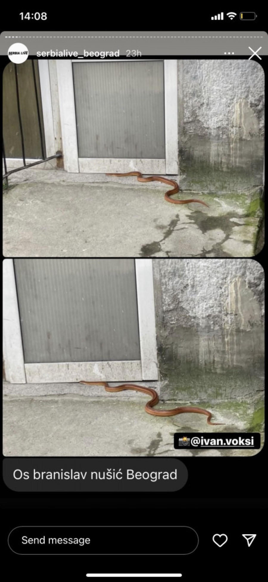 Prestonica "vrvi" od zmija! Beograđani ih viđaju u šumama, školama i centru grada: Kako da prepoznate otrovnicu?