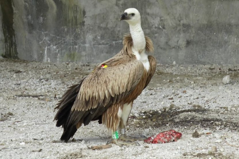 Beloglavom supu pretilo izumiranje: Zahvaljujući ljudima dobre volje sve je veći broj ovih zaštićenih ptica na području Prijepolja (FOTO)