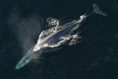 Naučnici otkrili kako kitovi usani "pevaju": Tako se pronalaze u tamnim okeanima