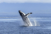 Jedrilica se sudarila sa kitom i prevrnula: Spaseno 8 Danaca u Tihom okeanu