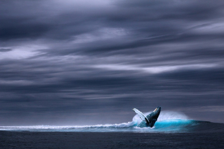 Spektakl u Jadranskom moru! Snimljen kit dugačak 20 metara: "Ceo život sam na moru, ali nikada ga tu nisam video"(FOTO)