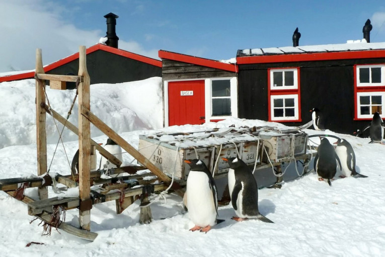 Pošta na kraju sveta traži radnike: Posao uključuje i brojanje pingvina