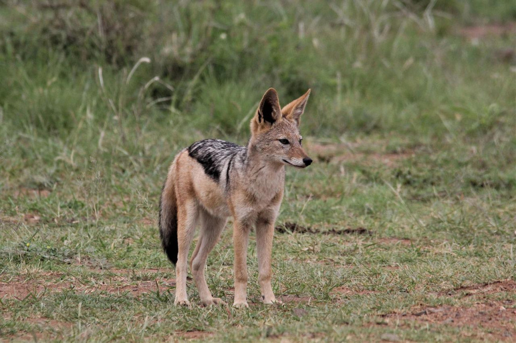 Najezda šakala na tlu Srbije! Imamo nekoliko hiljada jedinki, najviše vole da jedu jednu vrstu životinja, a ovo su opasnosti po čoveka