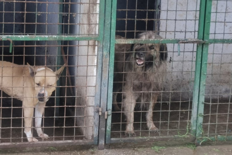 Aleksinac i dalje pamti tragediju: Saslušan vlasnik psa koji je izujedao Krstinu, od povreda preminula u bolnici (VIDEO)