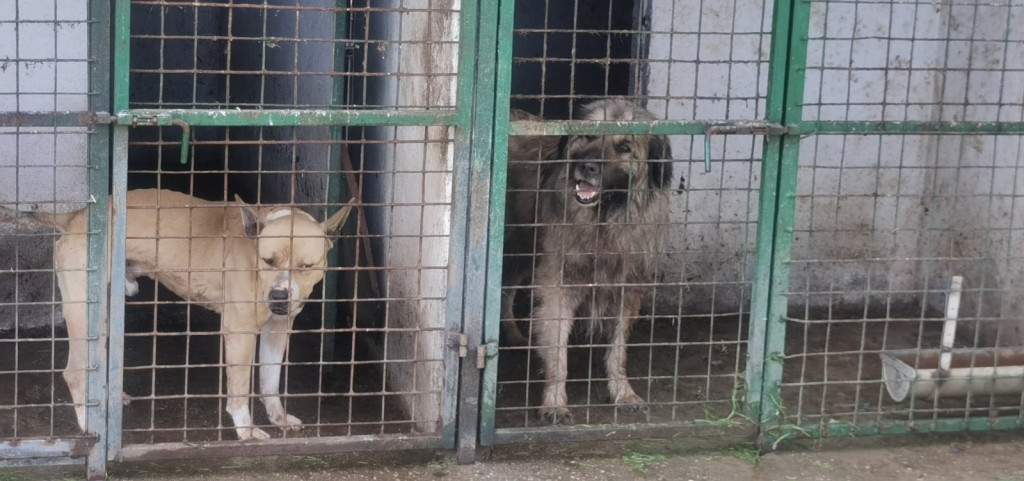 Neodgovorni vlasnici opasniji od svake rase: Ko je kriv ako vas napadne pas na ulici i šta da radite ako se to desi?