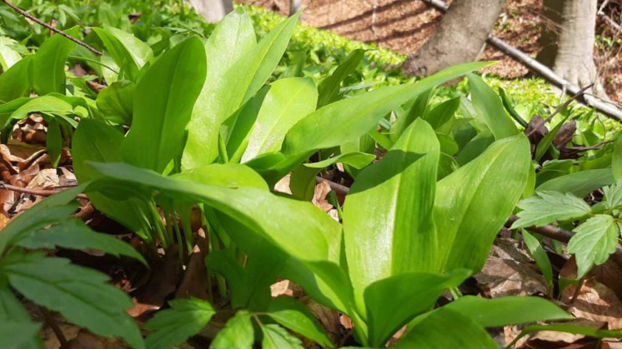 Ana iz Topole kiseli sremuš na poseban način: Lekovita je biljka, ali ima samo jednu manu (FOTO)