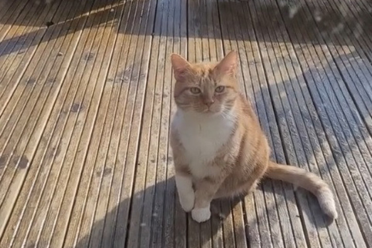 Kraljica drame i svih mačaka: Odglumila da je povređena da bi je vlasnici pustili u kuću (VIDEO)