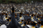 U ovom gradu pingvini su turistička atrakcija