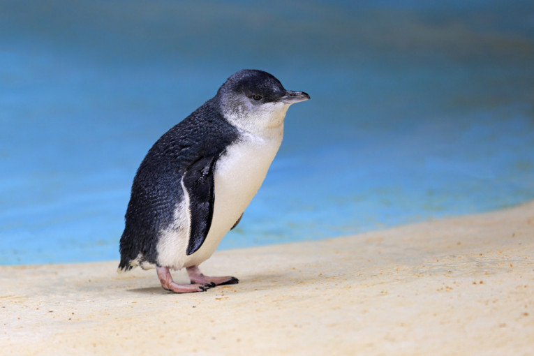 Obezglavljene pingvine pronašli na plažama: Naučnici pokušavaju da utvrde šta se krije iza tih gnusnih prizora