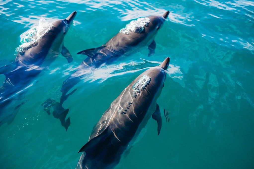 Razigrani delfini u Bokokotorskom zalivu i niko nije ravnodušan (VIDEO)