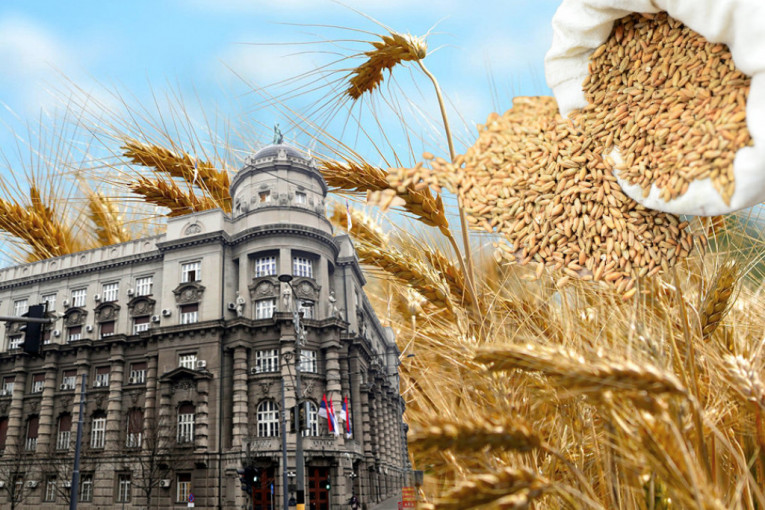 Vlada Srbije donela odluku: Povećavaju se kvote za izvoz pšenice!