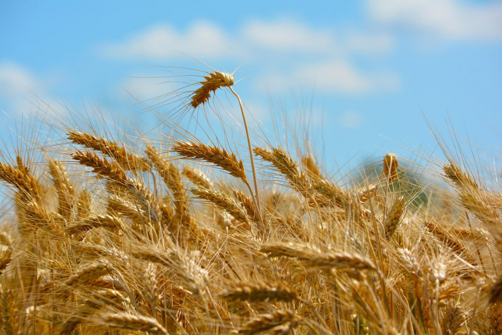 MMF: Globalno poskupljenje žita do 15 odsto zbog povlačenja Rusije iz sporazuma