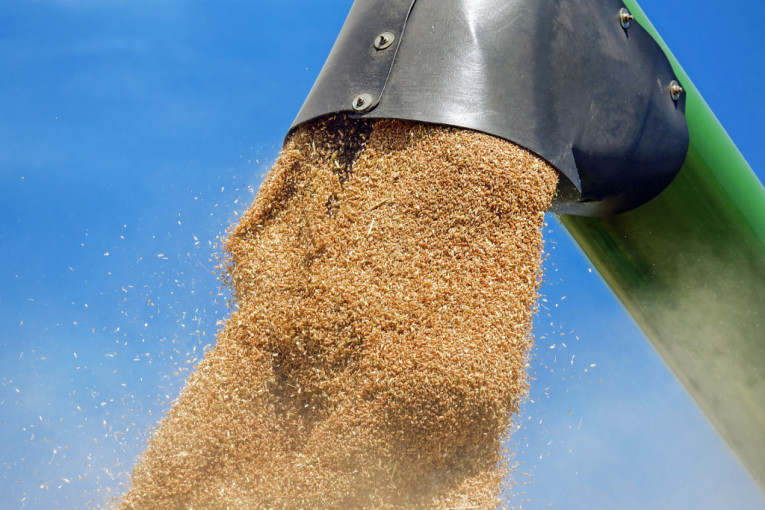 Uspešna žetva: "Imaćemo tri miliona tona pšenice i rekordne zalihe"