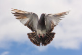 Uhvaćen “špijunski golub”: Ribari uspeli da ga uhvate, veterinari pregledali pticu