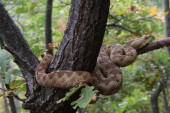 Otrovna zmija pronađena u centru Beograda: Poskok od pola metra odmah prebačen u Zoološki vrt