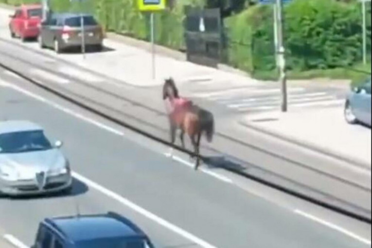 Spektakl na Banovom brdu! Konj pobegao s treninga pa jurcao ulicama (VIDEO)