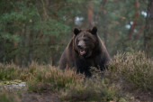 Medved šetao Pljevljima: Lovci hitno krenuli u hajku