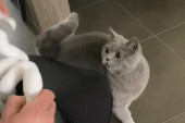 Snimak mačke koja upoznaje bebu rastopiće vas kao maslac