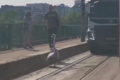 Labud u ulozi saobraćajca: Urnebesan snimak sa Starog savskog mosta! (VIDEO)
