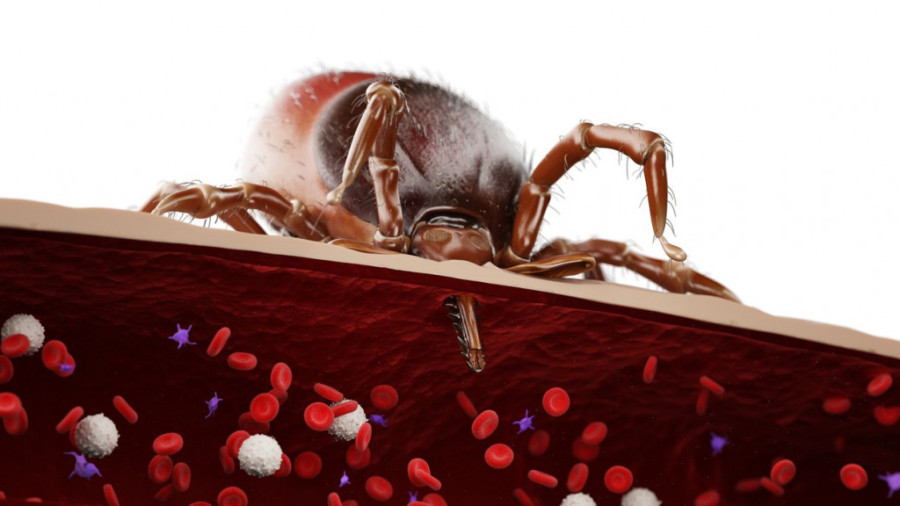 Zašto ujed krpelja izaziva alergiju na crveno meso? Alfa-gal sindrom stigao i u Srbiju