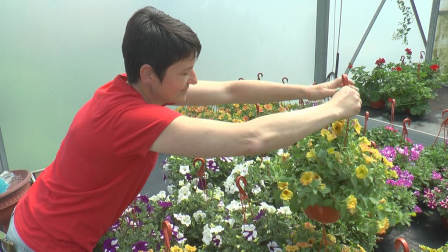 Na kojoj strani vam je terasa, takve će vam biti muškatle: U kupovinu ponesite predznanje i uživajte u šarenilu svoje bašte