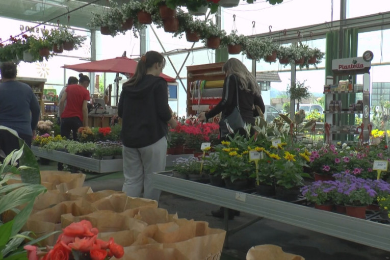 Na kojoj strani vam je terasa, takve će vam biti muškatle: U kupovinu ponesite predznanje i uživajte u šarenilu svoje bašte