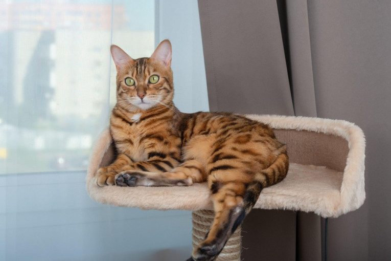 Nije toliko slatko koliko mislite: Višak kilograma vaše ljubimice može da bude opasan po njeno zdravlje