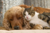 Buster dobrog raspoloženja: Pas spava na krevetu, a onda se pojavi mačka koja voli da igra zuce (VIDEO)