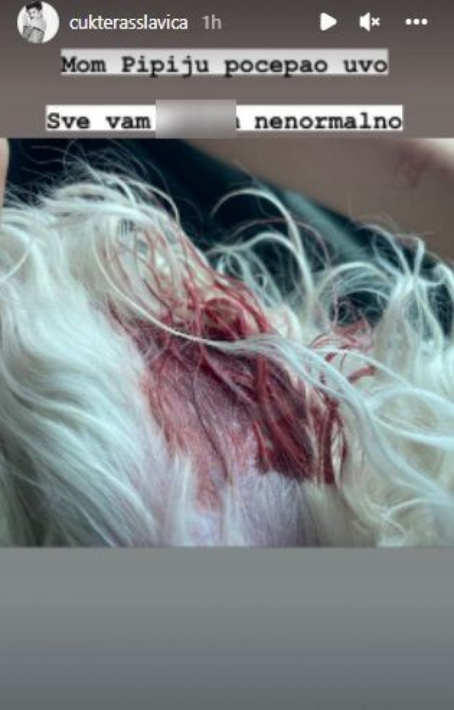 Besna na vlasnike! Slavicu Ćukteraš i njenog ljubimca napao pas,  pevačica se odmah oglasila (FOTO)