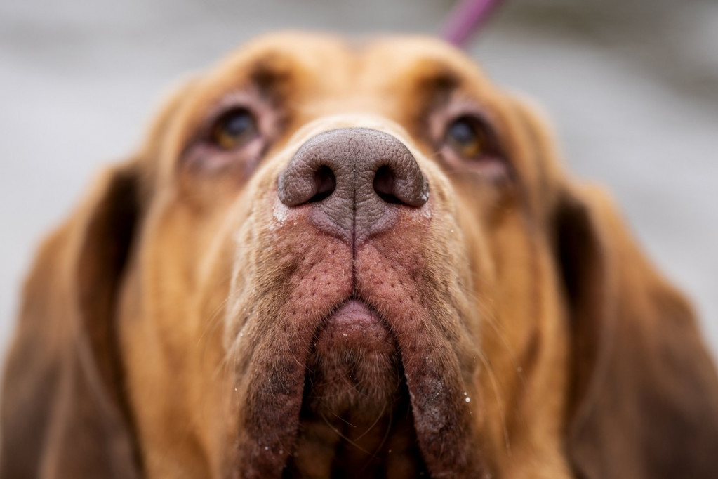 Znate li šta sve psi mogu da saznaju njuškanjem?
