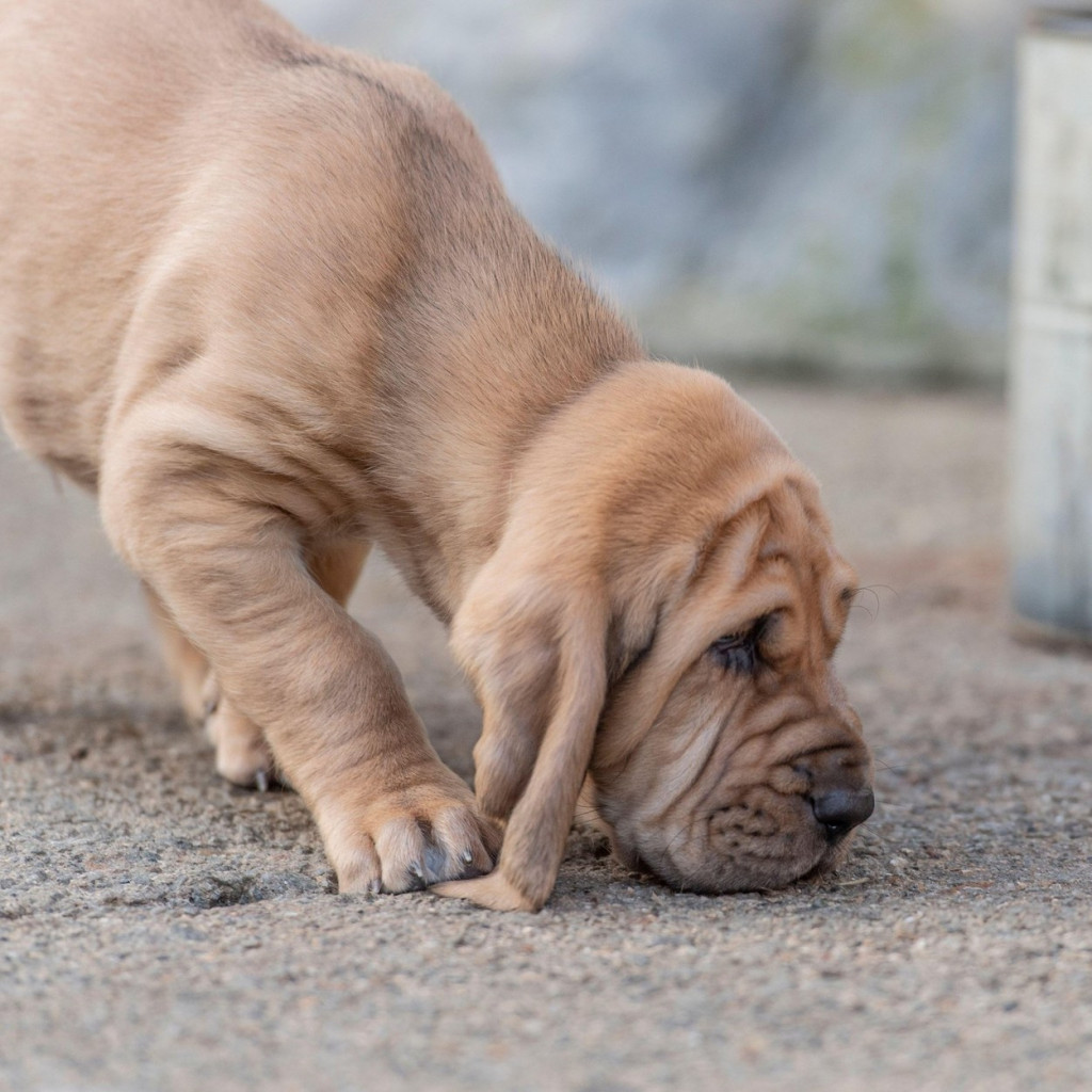Ovo su najopasnije fizičke osobine kod pasa: Vama deluju slatko, a za njih su mučenje