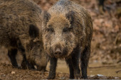 Krdo divljih svinja iznenadilo Novobeograđane! Skoro svake godine "kampuju" u gradu, a evo i zašto!