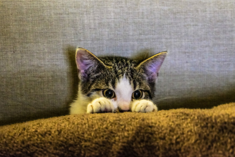 Ove zvukove mačke ne žele da čuju: Zbog njih se štrecnu i prepadnu