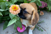 Mali pas insistira da stane i pomiriše svaki cvet koji vidi