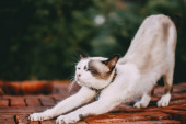 Da li znate zašto mačke podižu pozadinu u vazduh?