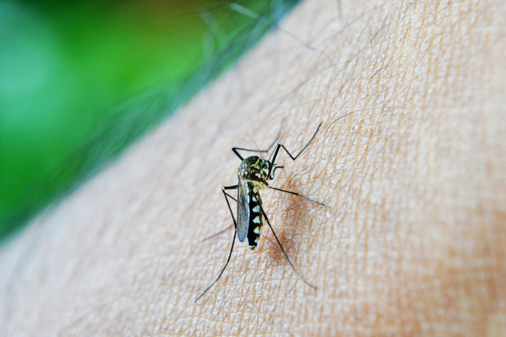 Beograđani, spremite se, počinje sezona komaraca: "Krvopije" će uskoro vrebati iza svakog ćoška