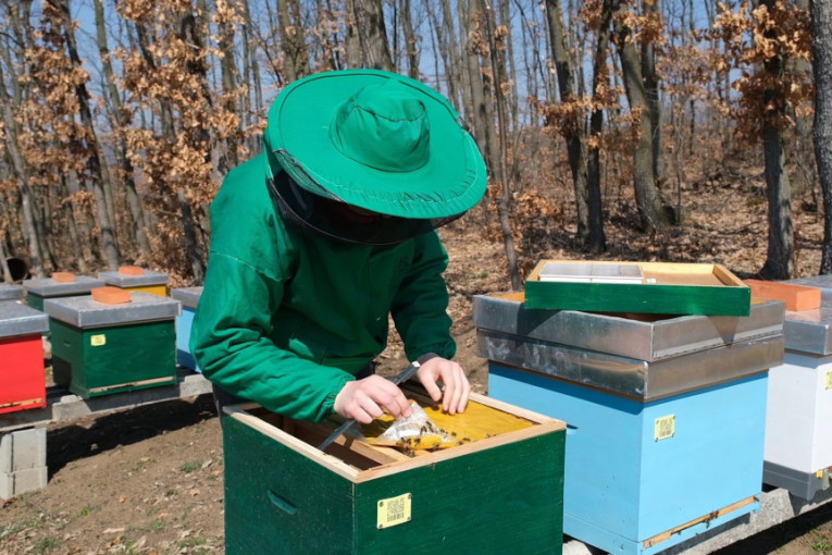 Napustio grad, kupio imanje u bačkom selu i počeo da se bavi pčelarstvom: Svi hoće Sekulićev med (FOTO/VIDEO)