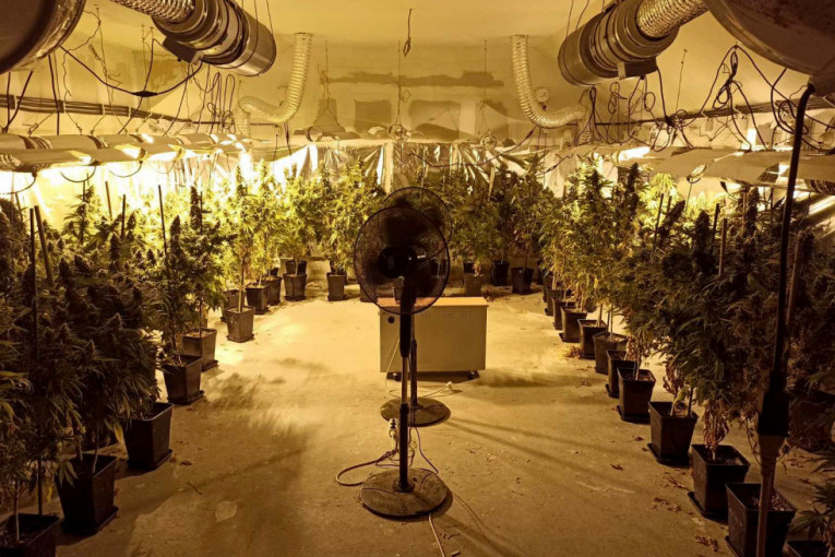 "Pao" diler sa pola tone stabljika marihuane! U porodičnoj kući otkrivena laboratorija droge vredna 100.000 evra
