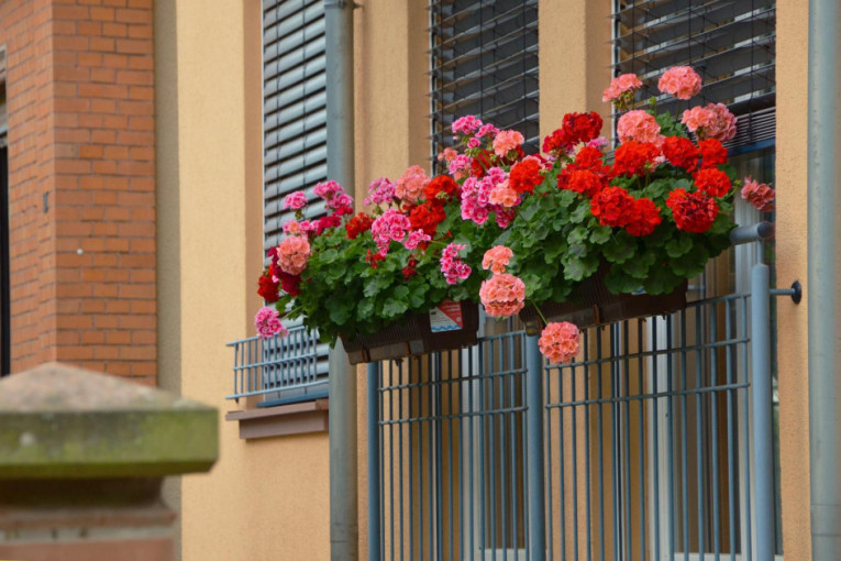 Vaš balkon može biti rascvetan i mirisan i tokom jeseni: Samo nabavite ovih pet prelepih biljaka