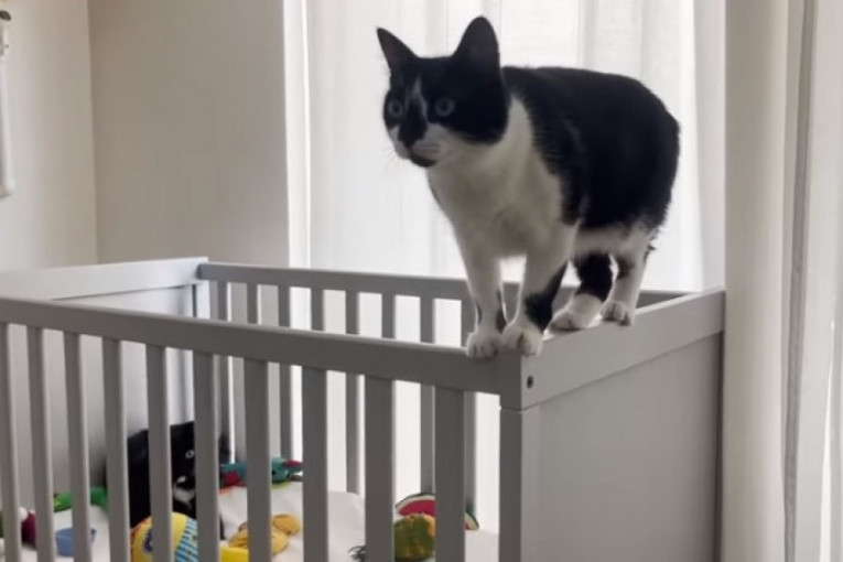 Postavili su kolevku za bebe u sobu, a reakcija njihovih mačaka će vas od srca nasmejati (VIDEO)