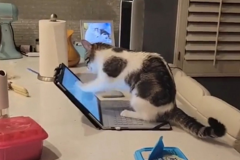 Mačka koja „odgovara na mejlove“ hit je na Instagramu: Na koga vas podseća ovo stvorenje? (VIDEO)