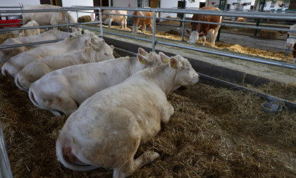 Šta se dešava na stočnim pijacama?! Cene otišle u nebo, telad oborila sve rekorde