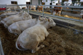 Bolji kvalitet proizvodnje domaćeg goveđeg i svinjskog mesa: EU sa milion evra finansira projekat za unapređenje tržišta u Srbiji