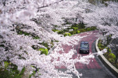 Cvetanje trešnje u Japanu je divna pojava, ali i ona ima mračnu stranu zbog klimatskih promena (FOTO/VIDEO)