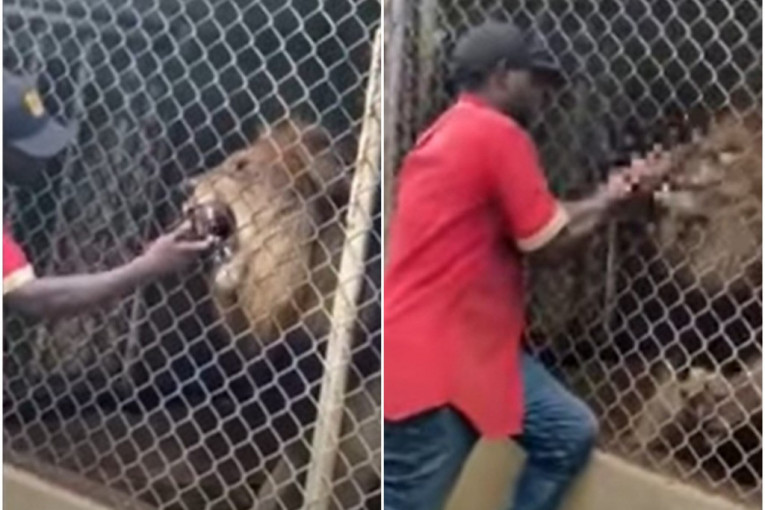 Lav odgrizao prst radniku zoo-vrta: Muškarac hteo da se pokaže pred posetiocima, pa gorko zažalio (VIDEO)