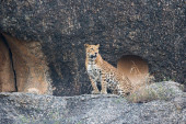 Indijski grad u kome ljudi i leopardi žive u harmoniji