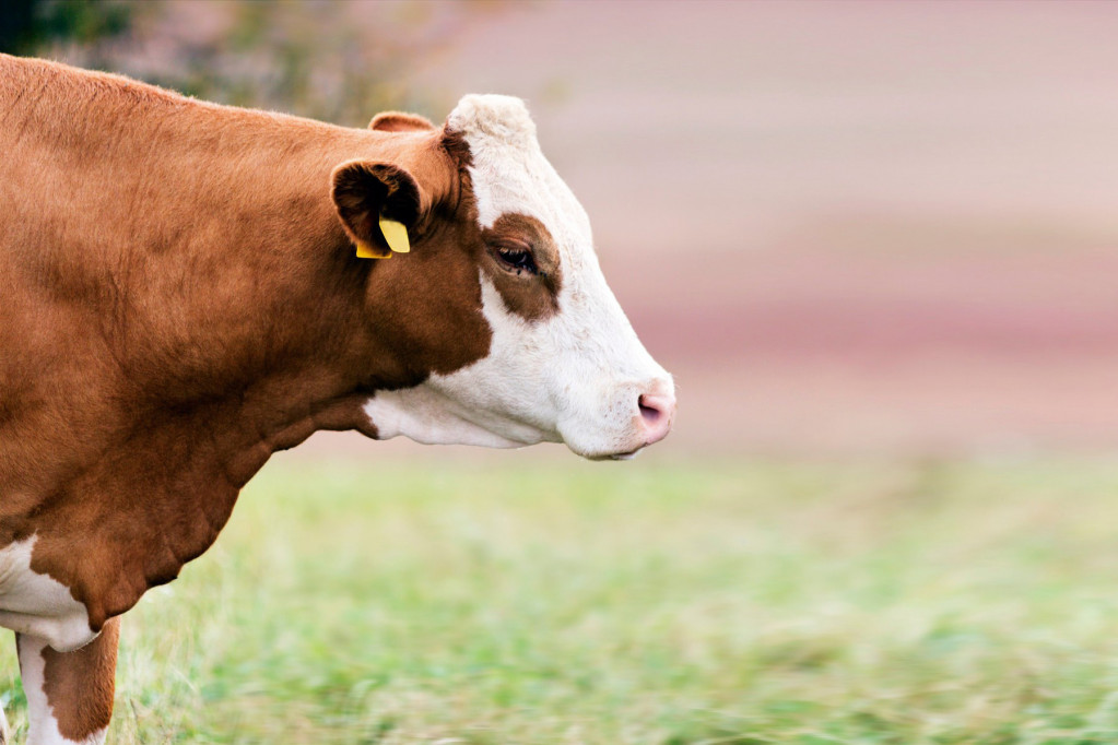 24SEDAM ZRENJANIN Pomoć države uzgajivačima mlečnih krava