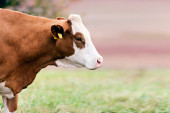 Slučaj kravljeg ludila otkriven na farmi u Holandiji