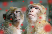 Nova saznanja o majmunskim boginjama: Infekcija se ne širi samo kroz bliski intimni kontakt